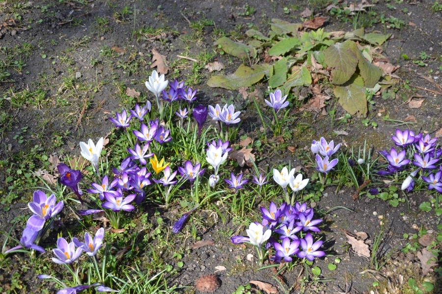 DSC_7700_64589