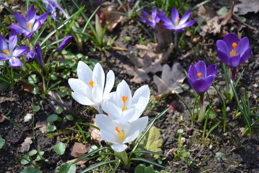 DSC_7702_64591