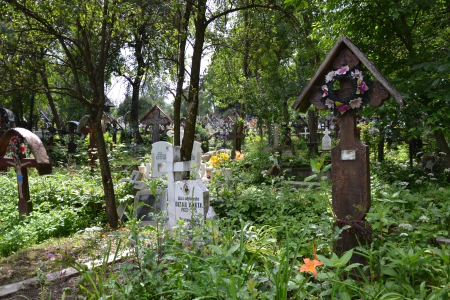DSC_3768_68528