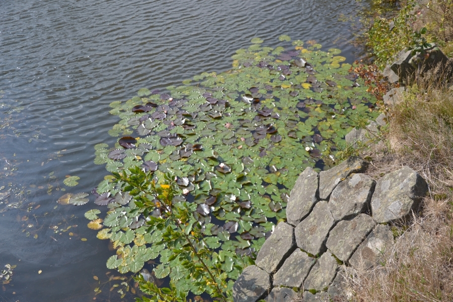 DSC_8037_71367