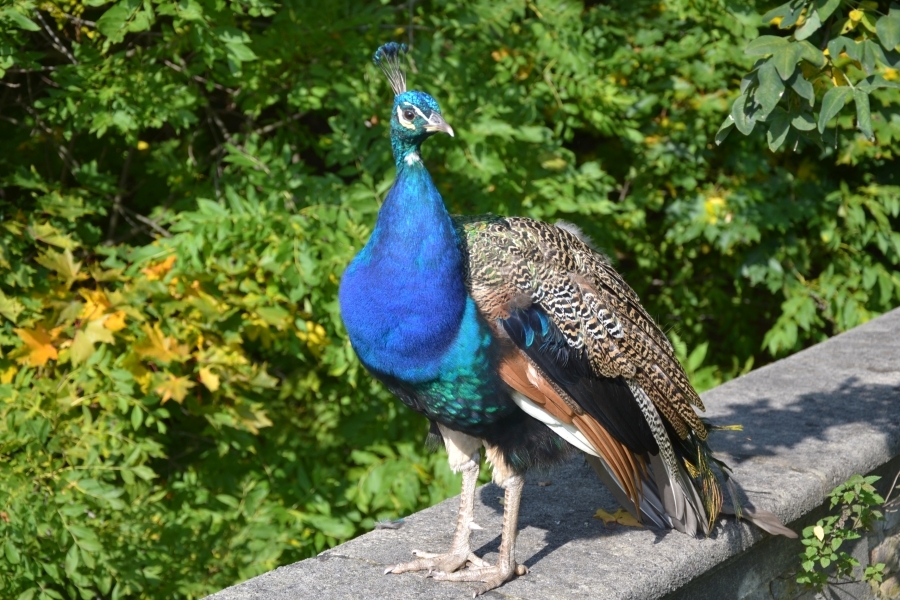 DSC_8249_71575
