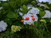 dsc_7387_55296 dsc_7387_55296