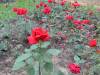 dsc_0668_23583 dsc_0668_23583