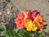 dsc_5924_53804 dsc_5924_53804